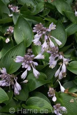 Hosta 'Devon Green'