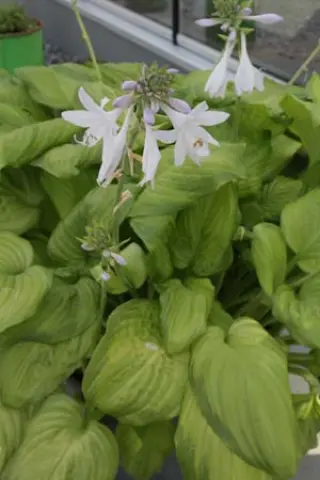 Hosta 'Guacamole'