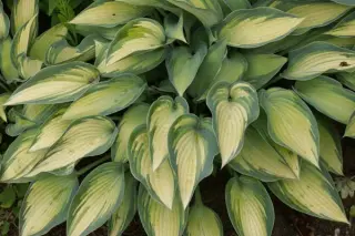 Hosta 'June'