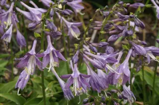 Hosta 'Kii-Hime'