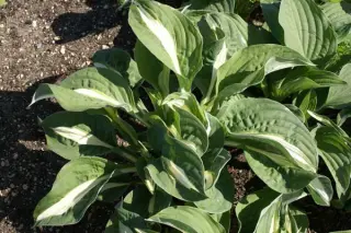 Hosta 'Risky Business'