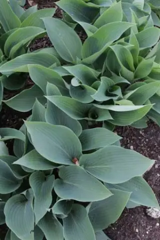 Hosta 'Silvery Slugproof'