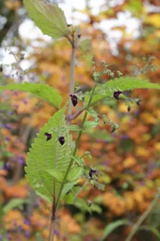 Isodon japonicus "Arabana"