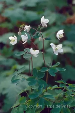 Isopyrum thalictroides