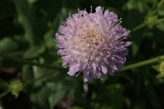 Knautia midzorensis