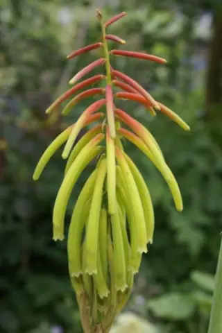Kniphofia rufa