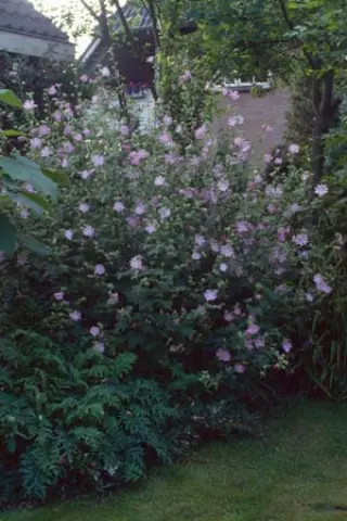 Lavatera cachemiriana