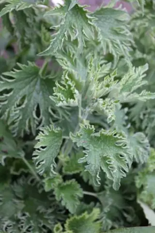 Leonurus cardiaca 'Grobbebol'
