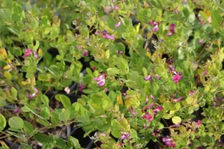 Lespedeza bicolor 'Yakushima'