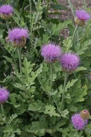 Leuzea rhapontica bicknellii