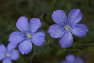 Linum narbonense