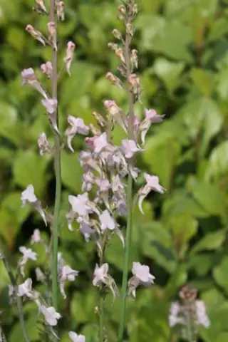 Linaria purpurea 'Canon Went'