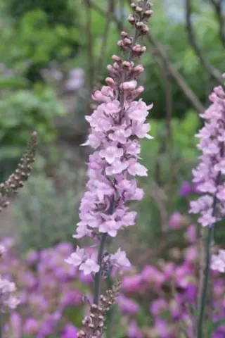 Linaria violacea rosea