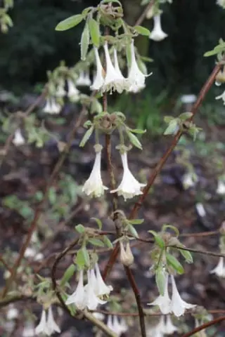 Lonicera elisae