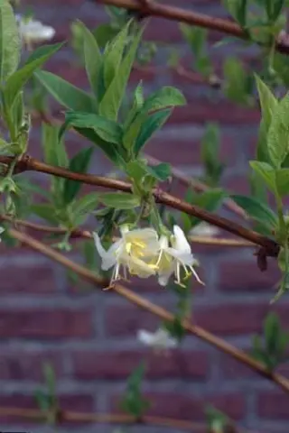 Lonicera purpusii 'Winter Beauty'