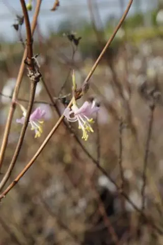 Lonicera standishii 'Budapest'