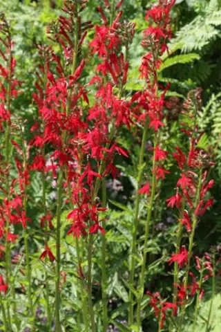 Lobelia cardinalis (coll. Canada)