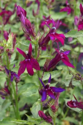 Lobelia 'Ruby Slippers'