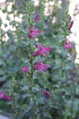 Lobelia siphilitica 'Dark Sylvia'