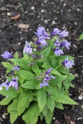 Lobelia siphilitica 'Mistassinica'