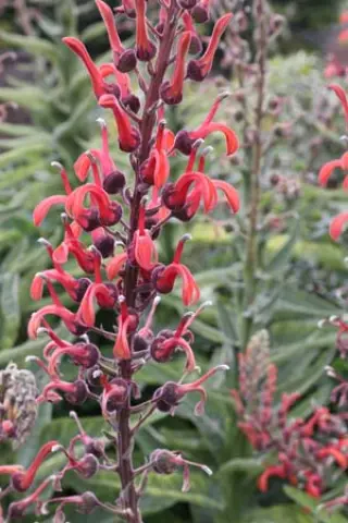 Lobelia tupa
