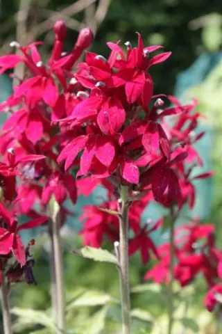 Lobelia 'Washfield'