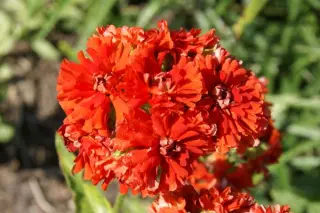 Lychnis chalcedonica 'Plena'