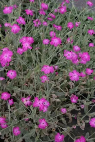 Lychnis coronaria ex MESE356