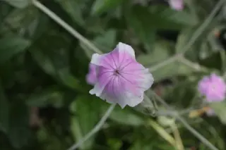 Lychnis coronaria 'Oculata'