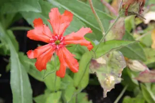 Lychnis wilfordii 'Karafuto'