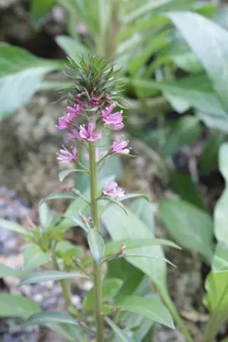 Lysimachia dubia