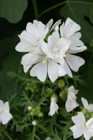 Malva moschata 'Alba'