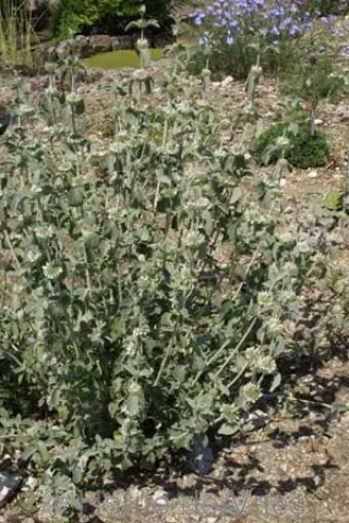 Marrubium incanum