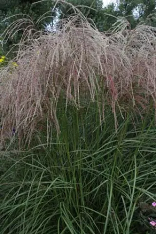 Miscanthus sinensis 'Flammenmeer'
