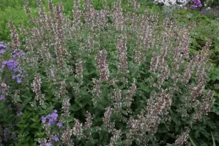 Nepeta 'Florina'