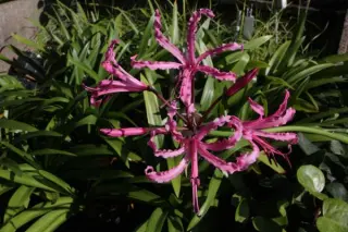 Nerine bowdenii 'Mark Fenwick'