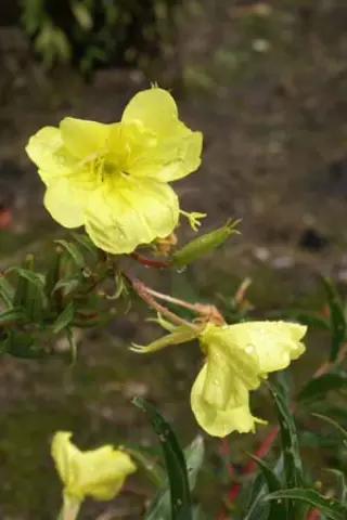 Oenothera argillicola