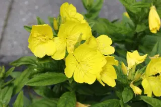 Oenothera fruticosa ssp. glauca 'Mörtelweber'