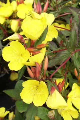 Oenothera fruticosa ssp. glauca 'Erica Robin'
