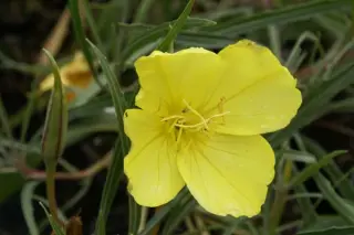 Oenothera macrocarpa ssp. fremontii 'Silver Wings'