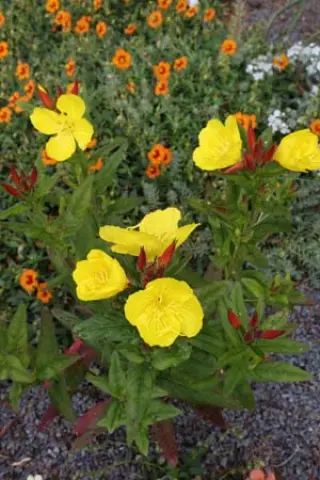 Oenothera pilosella
