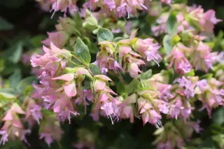 Origanum 'Dingle Fairy'