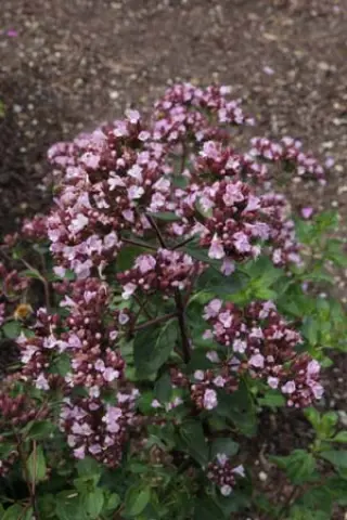 Origanum 'Marchants Seedling'