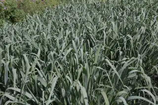 Panicum virgatum 'Dallas Blue'