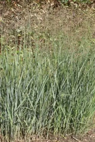 Panicum virgatum 'Heavy Metal'