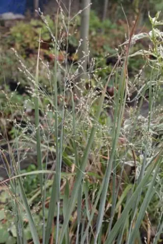 Panicum virgatum 'Heiliger Hain'