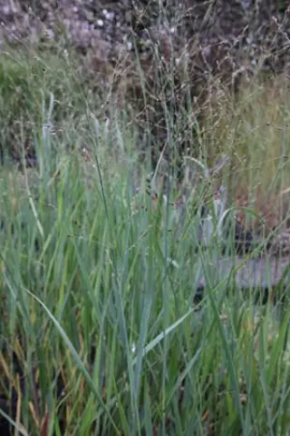 Panicum virgatum 'Nican'