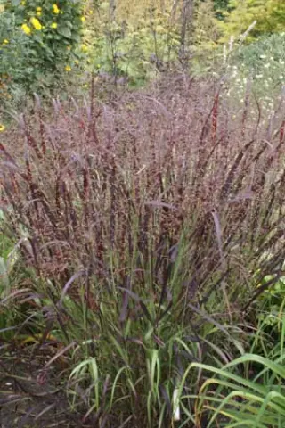 Panicum virgatum 'Rotblättrige Selektion'