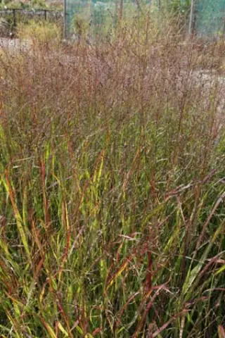 Panicum virgatum 'Shenandoah'