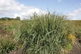 Panicum virgatum 'Thundercloud'